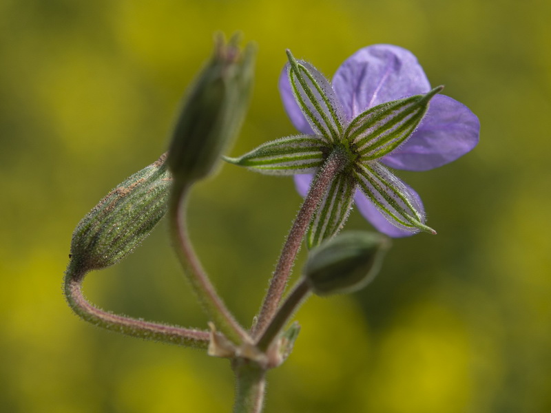 Erodium ciconium.16