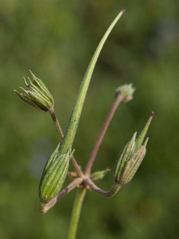 Erodium ciconium.34