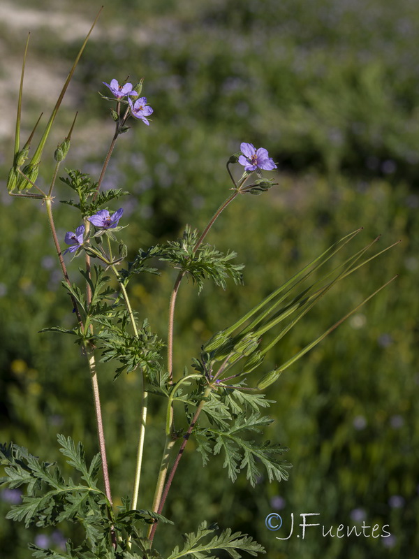 Erodium ciconium.36