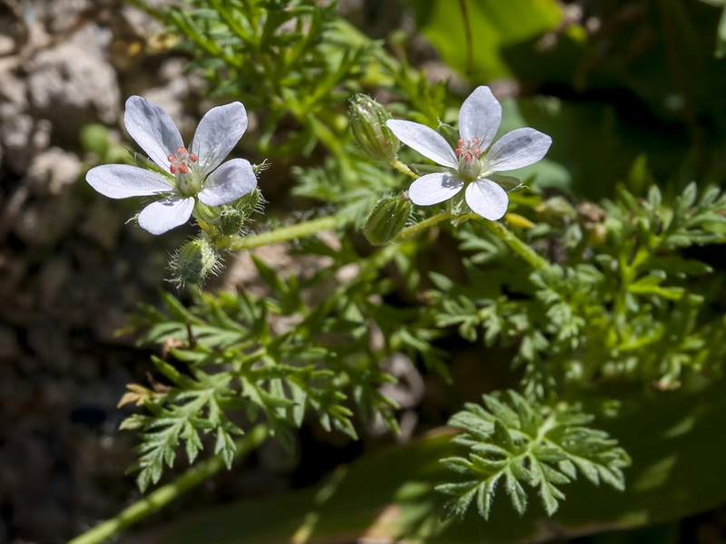 Erodium cicutarium.03
