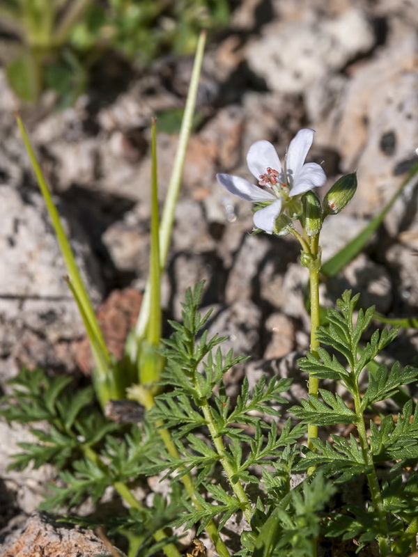 Erodium cicutarium.05