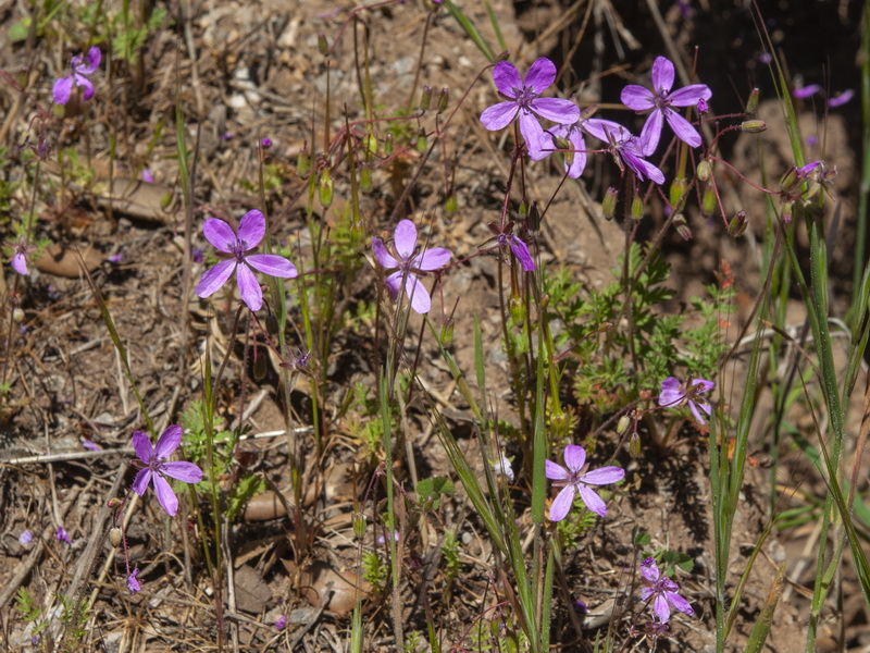 Erodium cicutarium.07