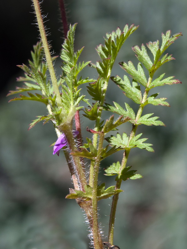 Erodium cicutarium.08