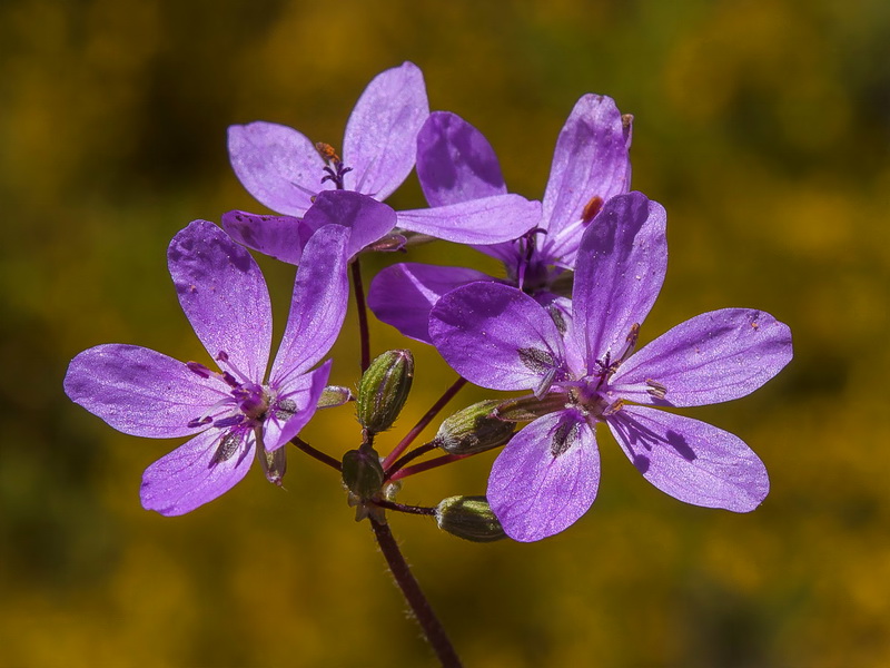 Erodium cicutarium.14