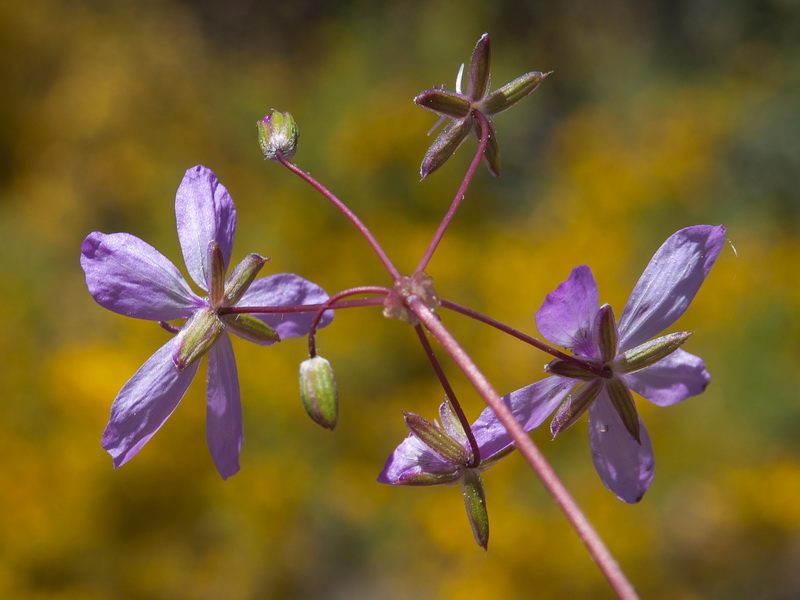 Erodium cicutarium.15
