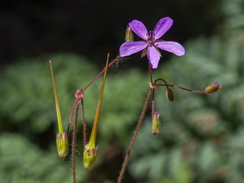 Erodium cicutarium.16