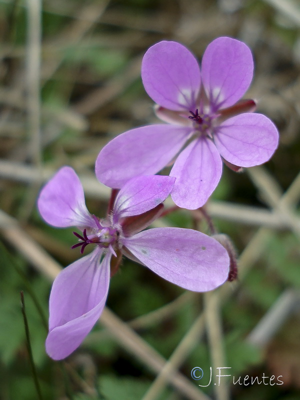 Erodium cicutarium.21