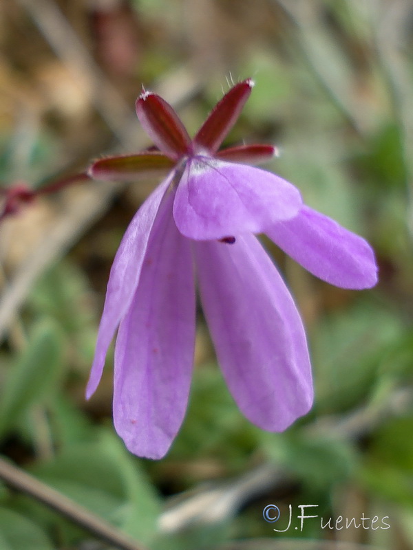 Erodium cicutarium.23