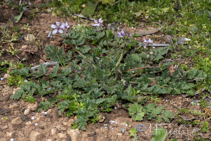 Erodium cicutarium.17