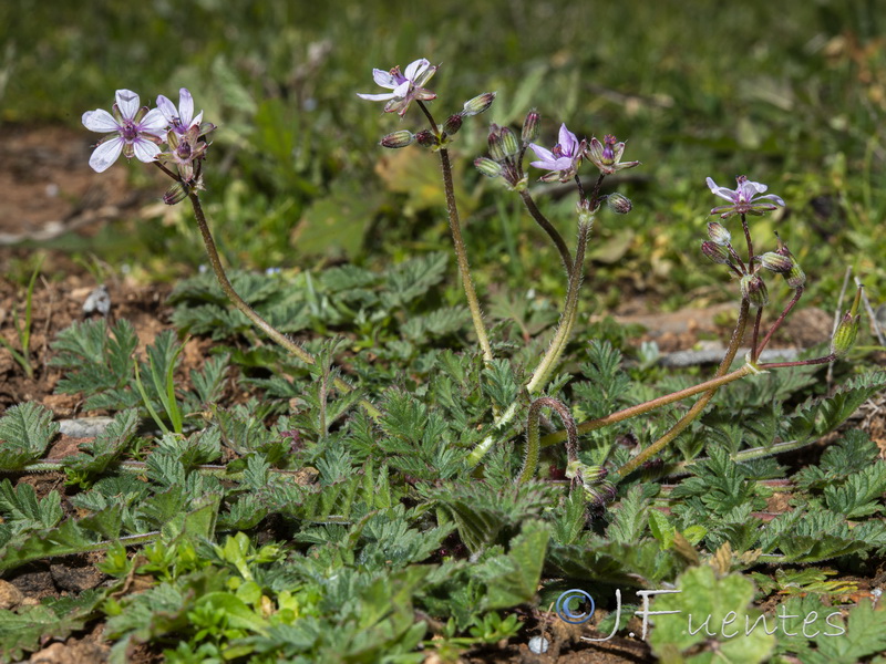 Erodium cicutarium.18