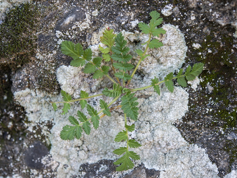 Erodium cicutarium.30