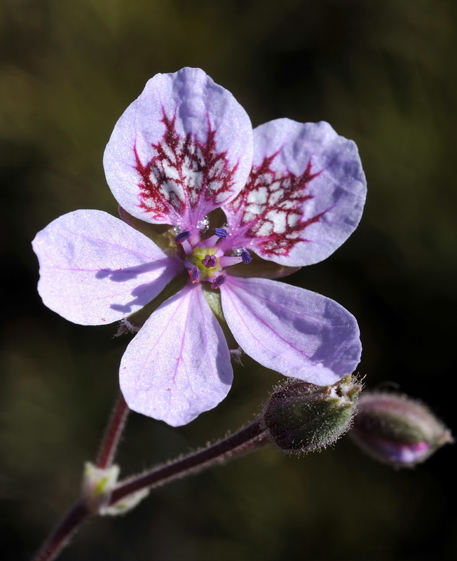 Erodium daucoides.03