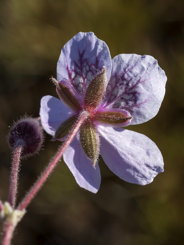 Erodium daucoides.04