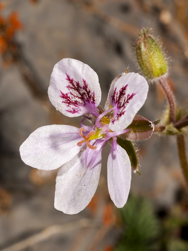 Erodium daucoides.06