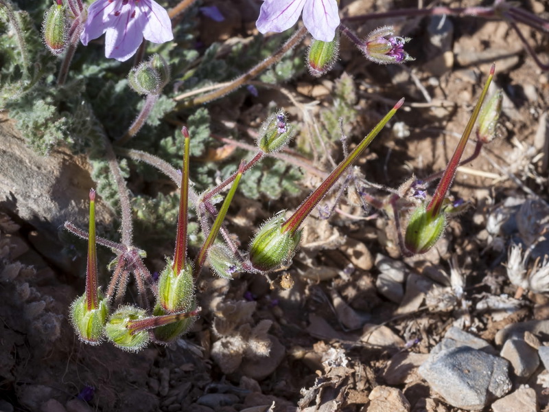 Erodium daucoides.07