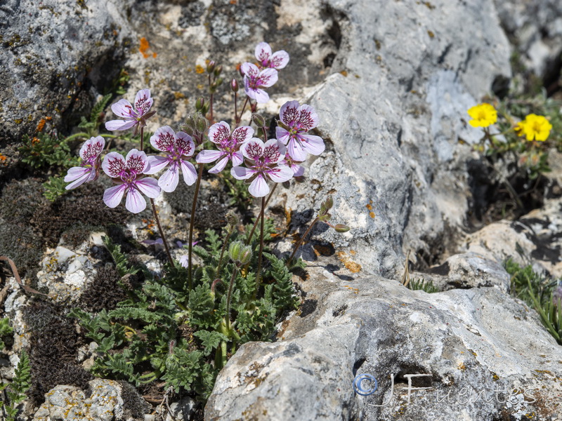 Erodium daucoides.01