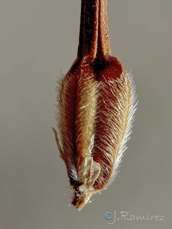 Erodium daucoides.27
