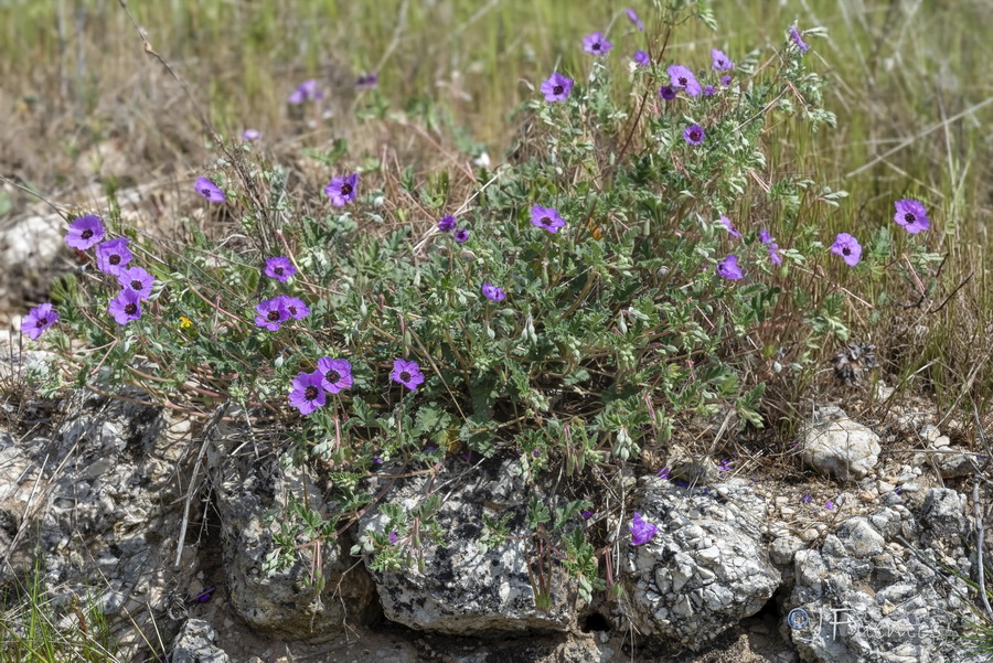 Erodium guttatum.01b