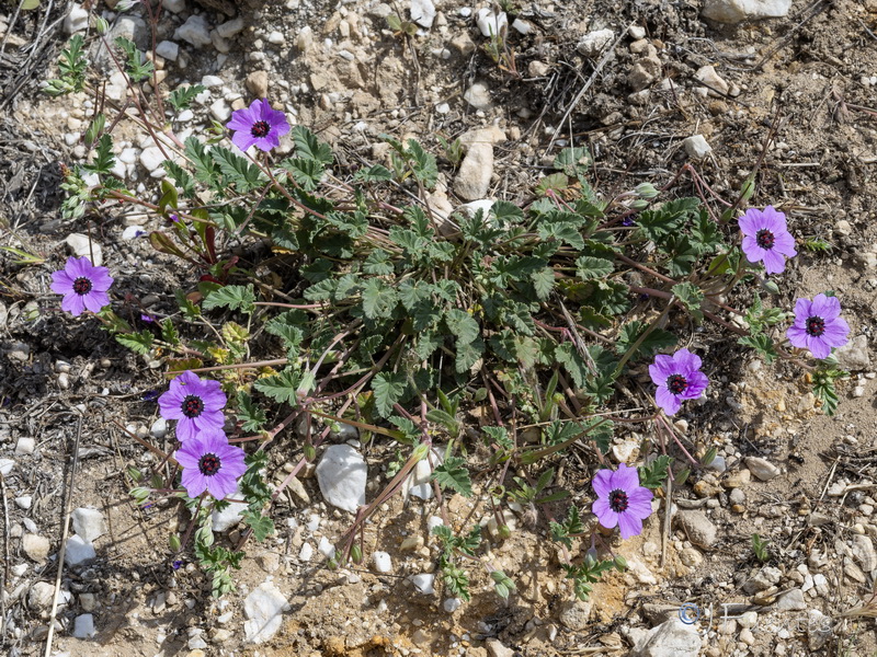 Erodium guttatum.03