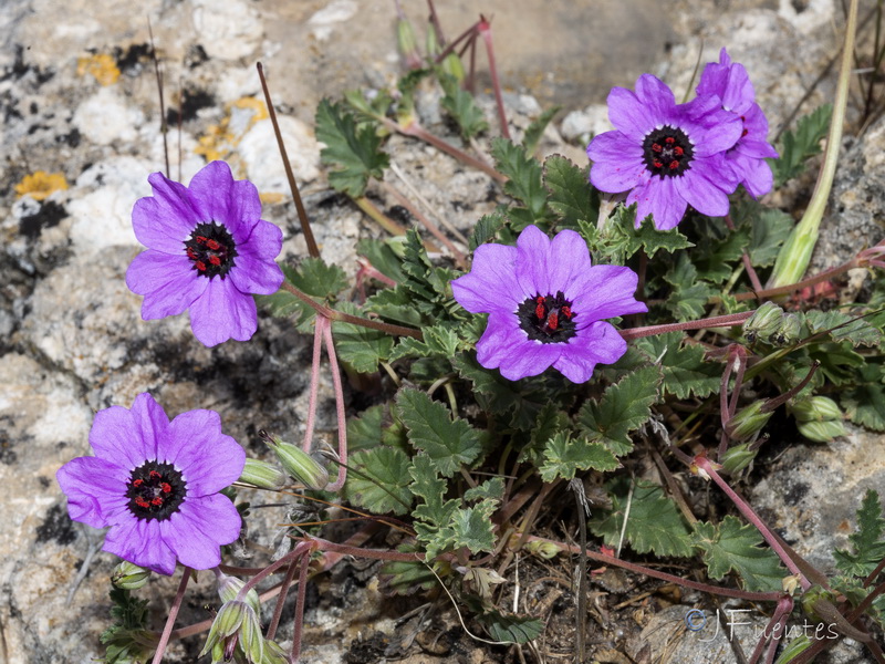 Erodium guttatum.04