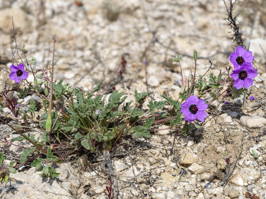 Erodium guttatum.05b