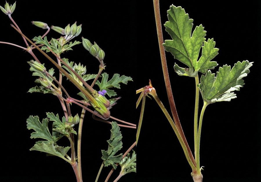 Erodium guttatum.09b