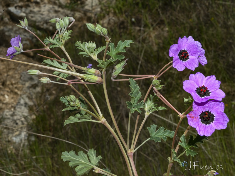 Erodium guttatum.10