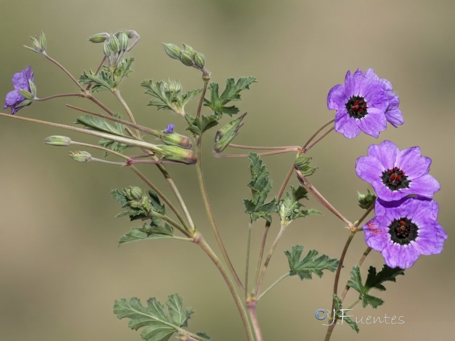 Erodium guttatum.10b
