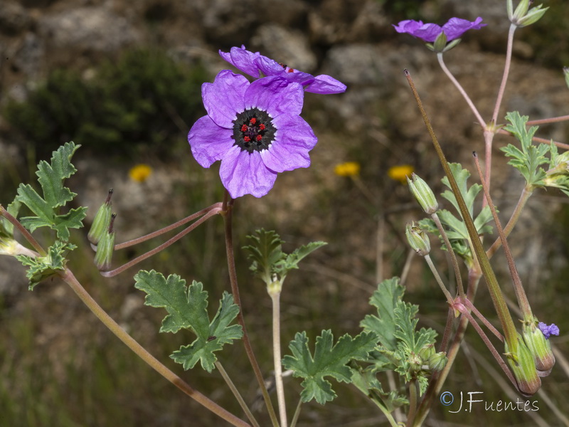 Erodium guttatum.11