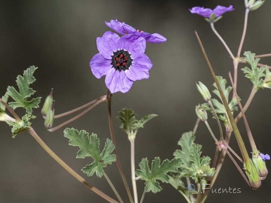 Erodium guttatum.11b