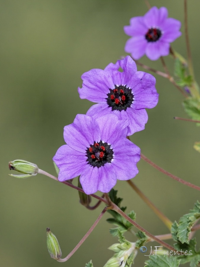 Erodium guttatum.12b