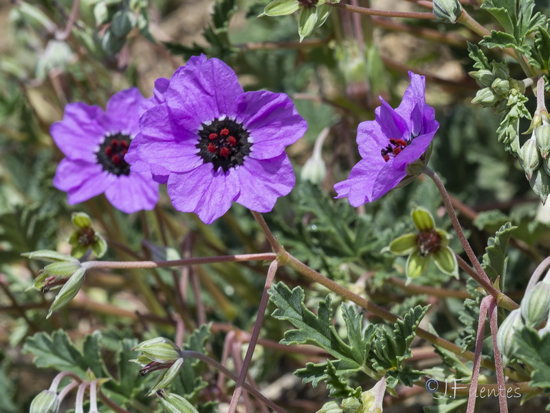 Erodium guttatum.16