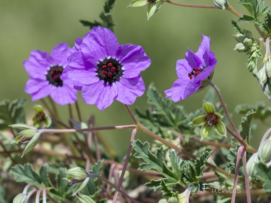 Erodium guttatum.16b