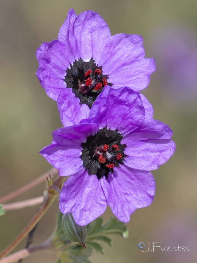 Erodium guttatum.17b