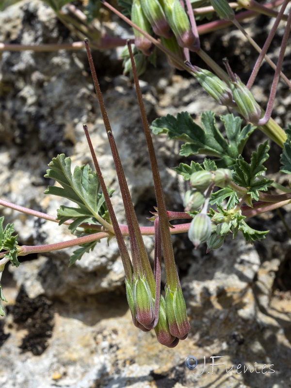 Erodium guttatum.19