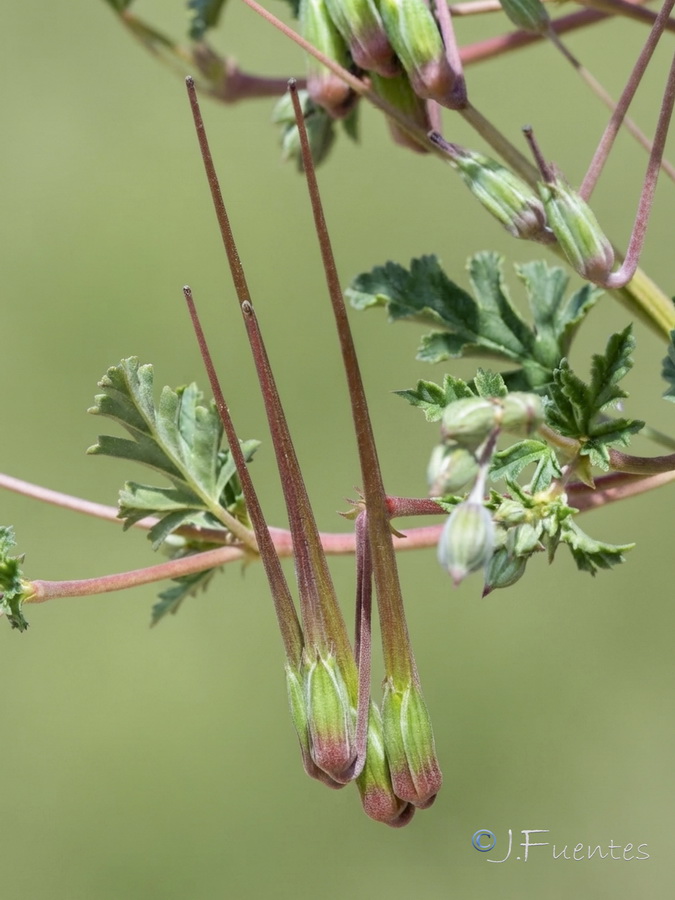 Erodium guttatum.19b