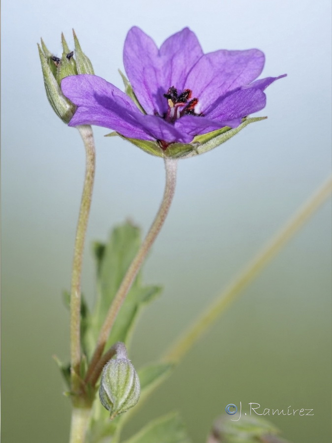 Erodium guttatum.22