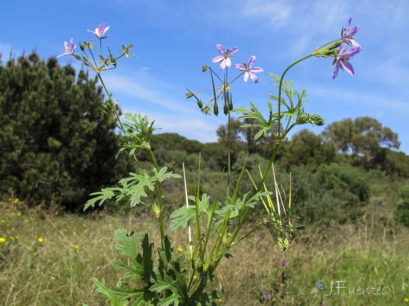 Erodium laciniatum.01