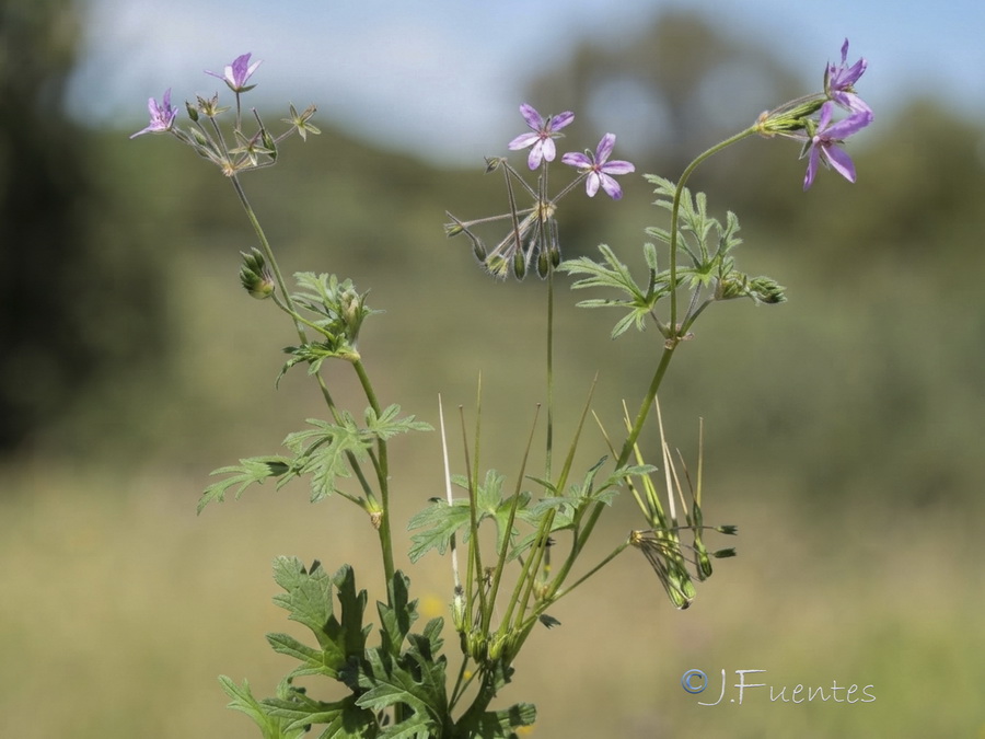 Erodium laciniatum.01b