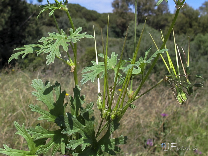 Erodium laciniatum.02