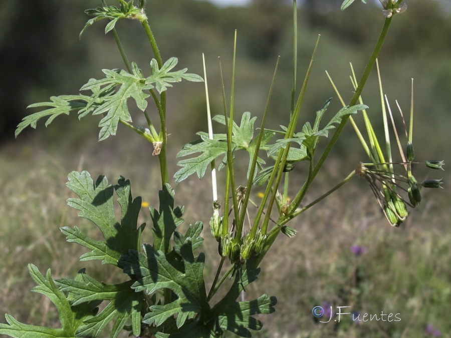 Erodium laciniatum.02b