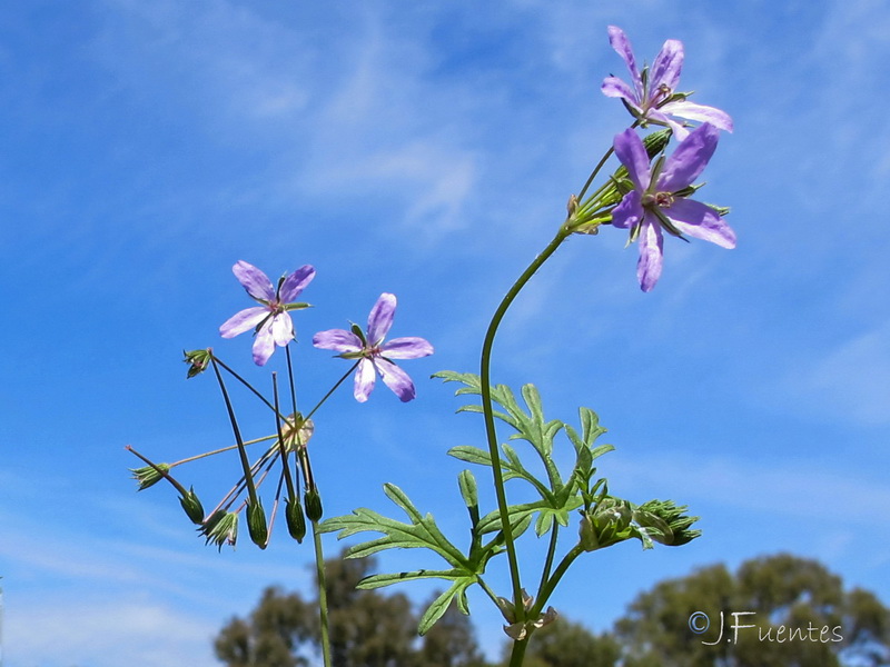 Erodium laciniatum.03