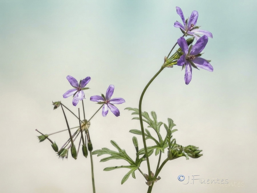 Erodium laciniatum.03b