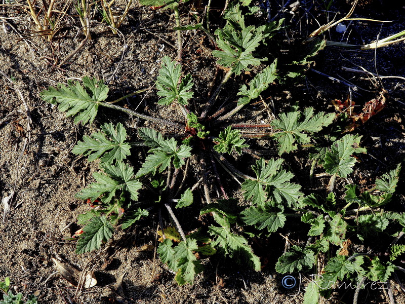 Erodium laciniatum.05