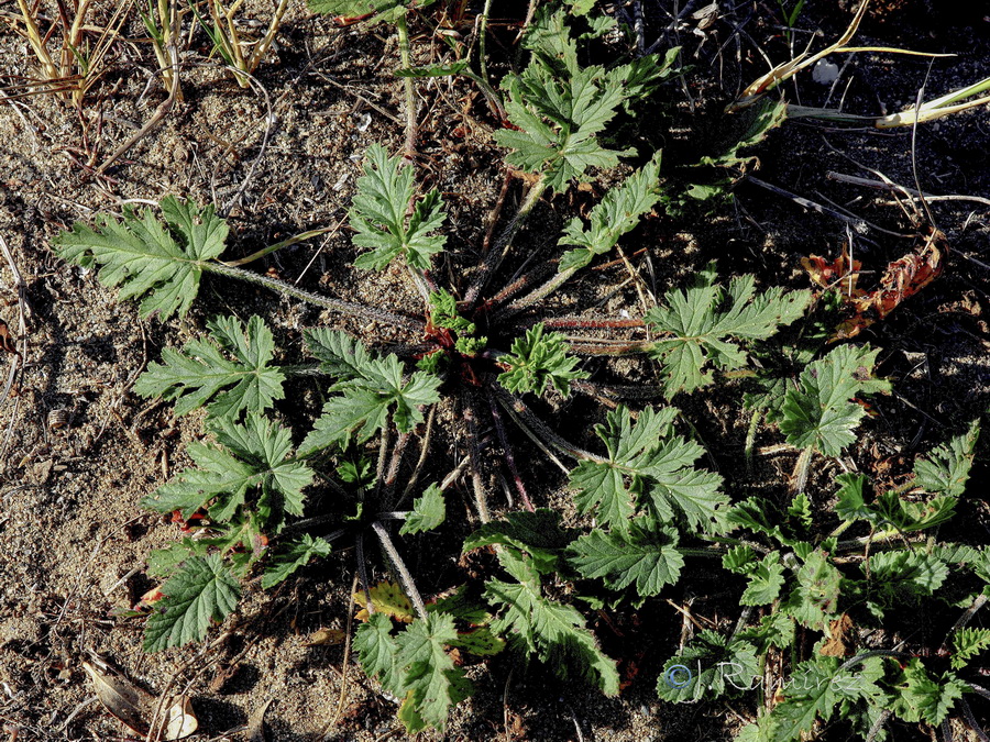 Erodium laciniatum.05b