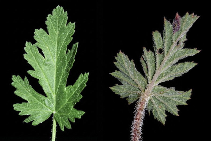 Erodium laciniatum.06b