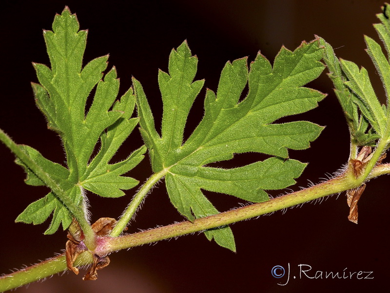 Erodium laciniatum.07