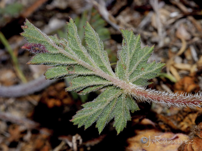 Erodium laciniatum.08