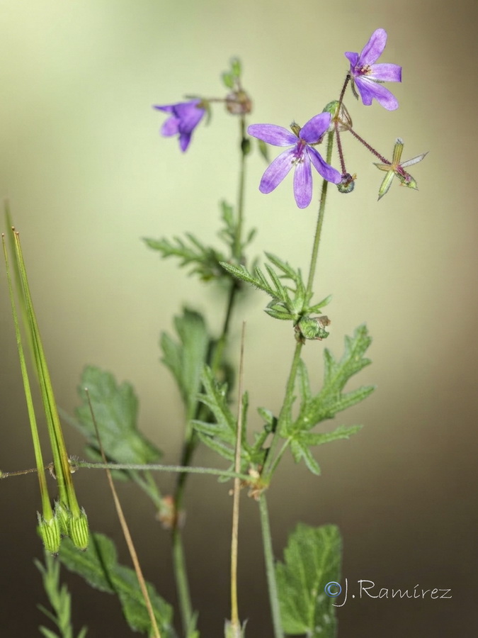 Erodium laciniatum.09b