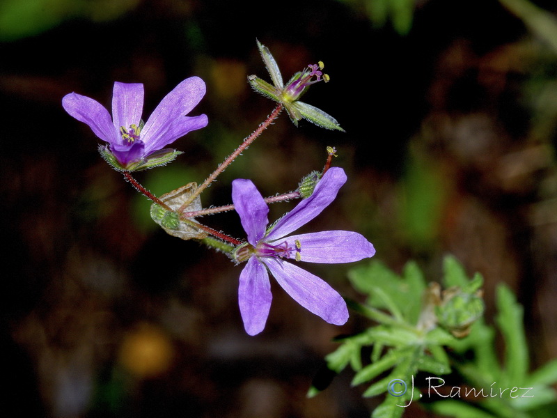 Erodium laciniatum.11